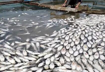 水污染导致水里的鱼死光