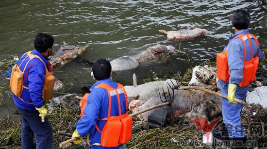 死猪尸体在河中漂流
